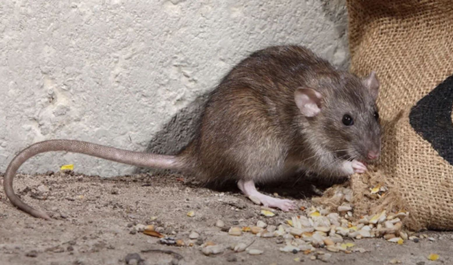 фото: Профессиональная дератизация в поселке Московской области Летний Отдых: <br/>+7-909-173-42-96