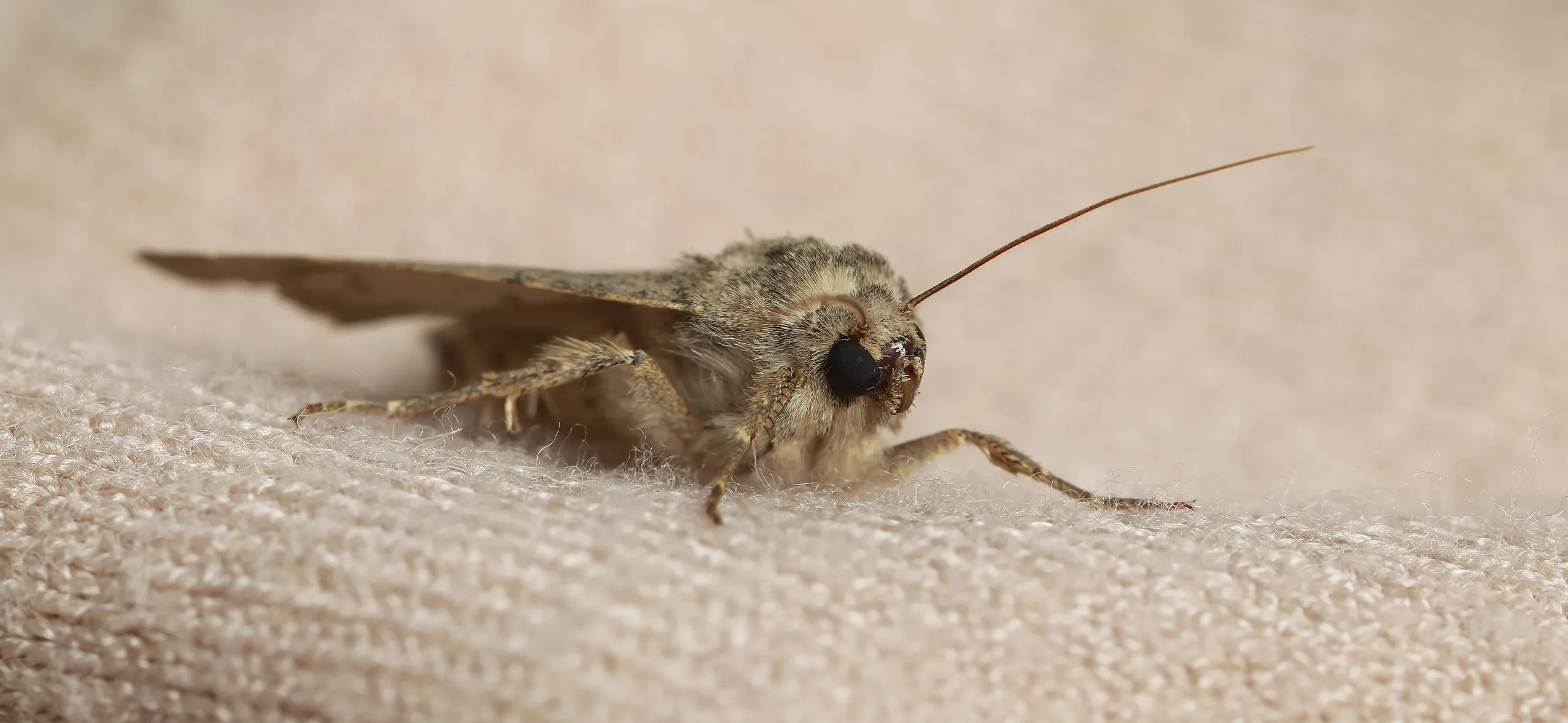 фото: Профессиональная обработка от моли в поселке Московской области Летний Отдых: <br/>+7-909-173-42-96